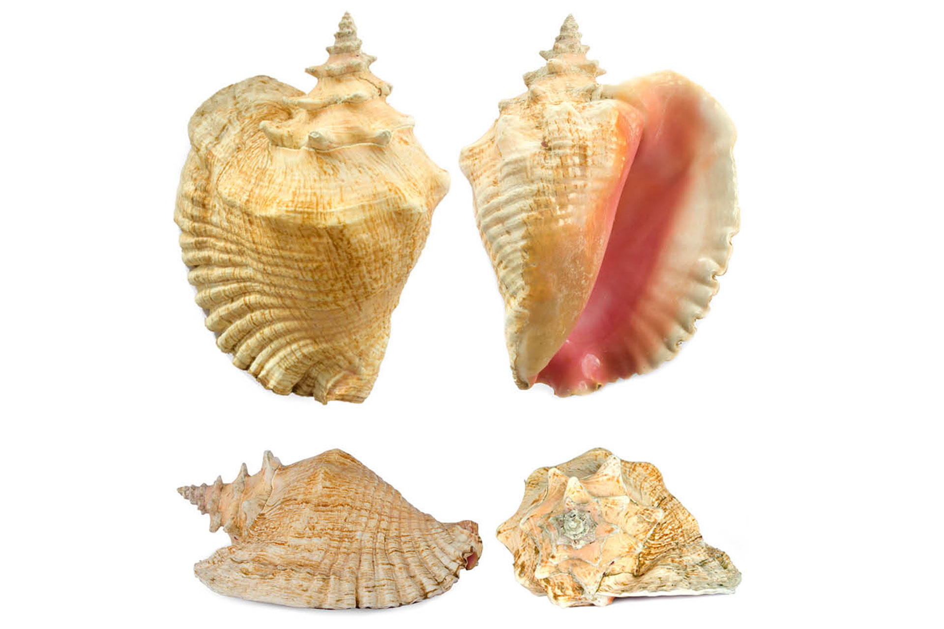 Queen Conch Barbados