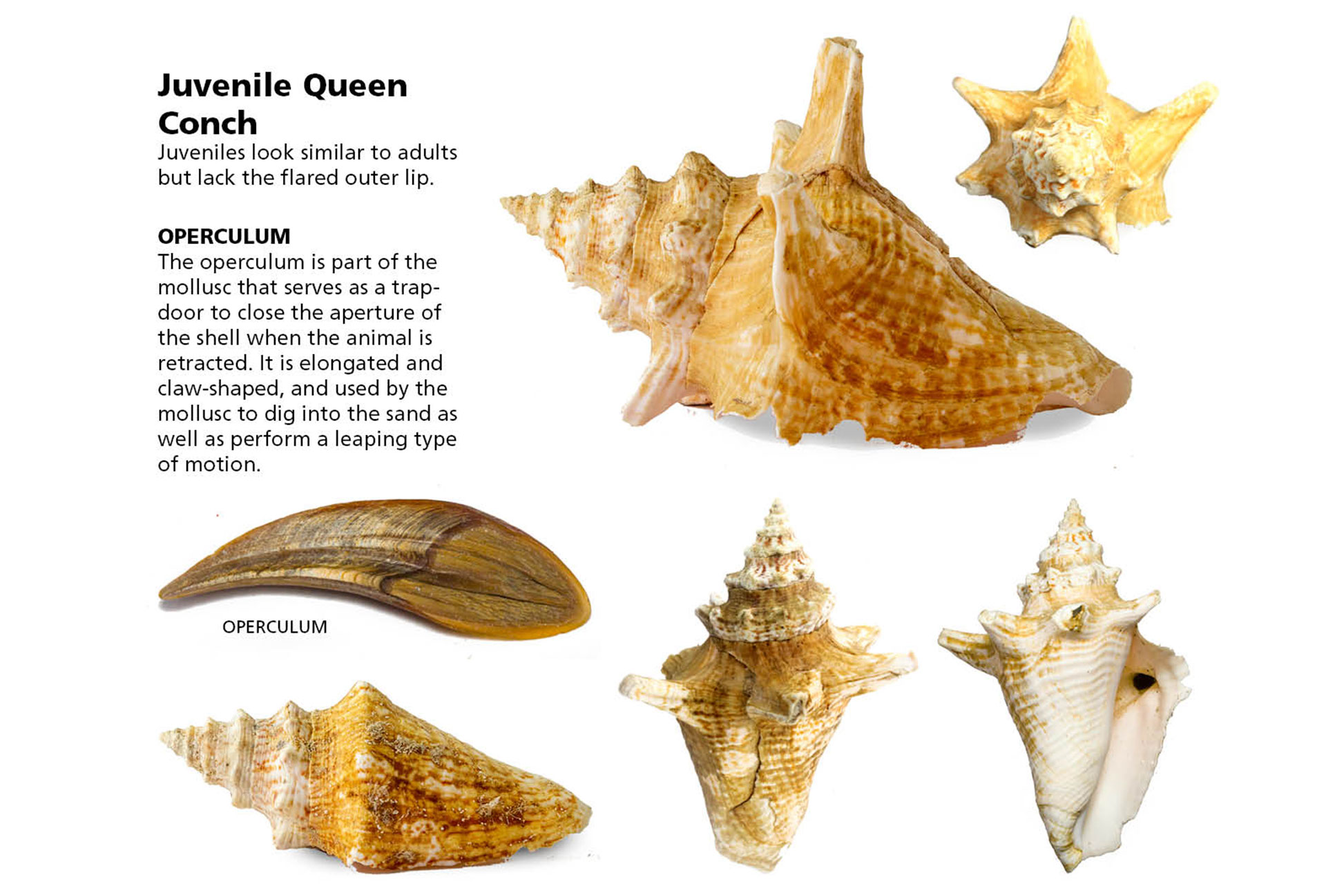 Queen Conch Barbados