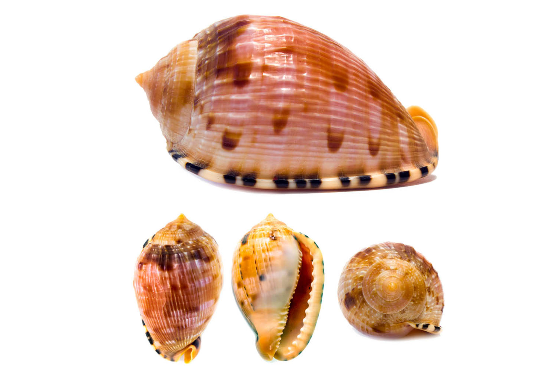 Reticulated Cowrie Helmet Barbados