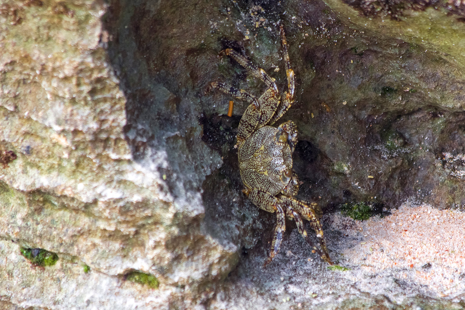 Tidal Spray Crab Barbados