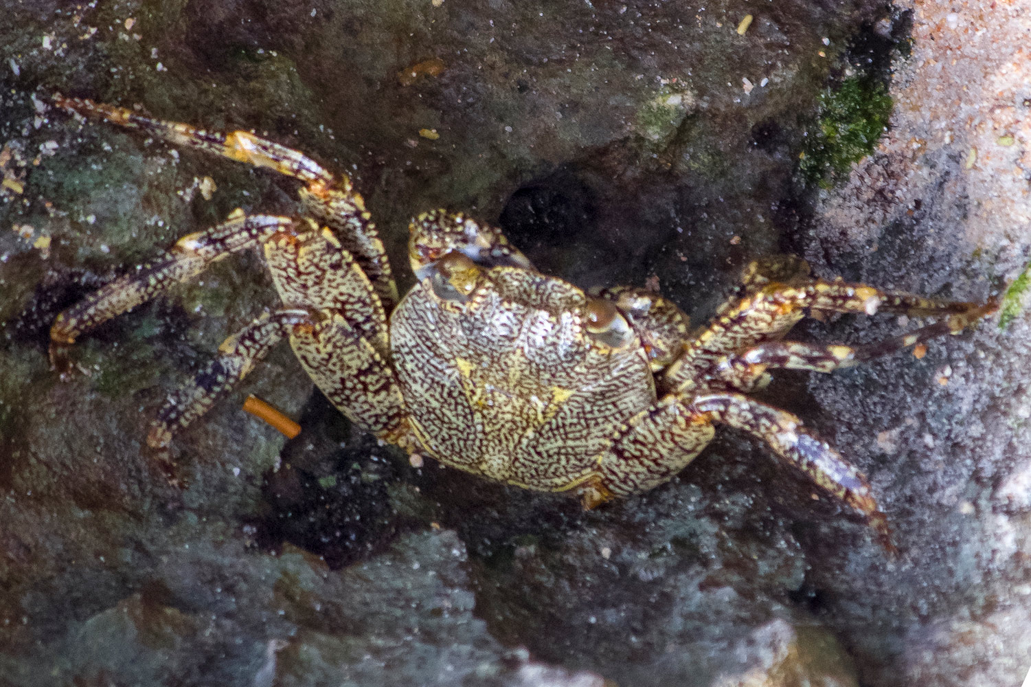 Tidal Spray Crab Barbados