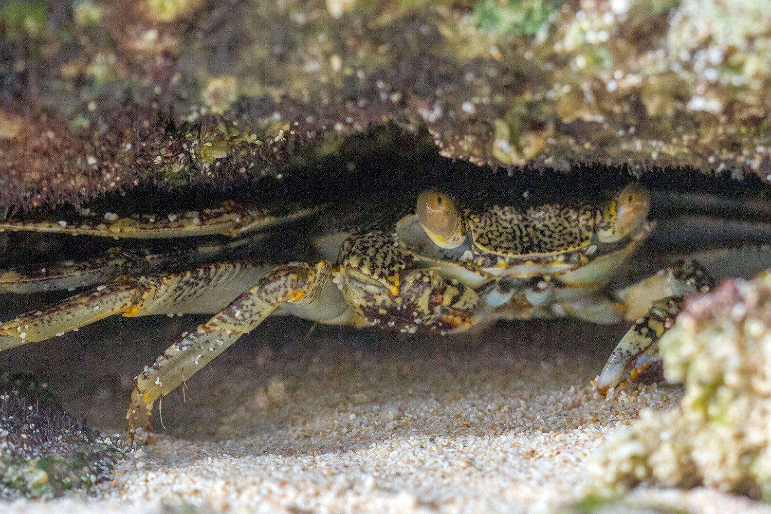 Tidal Spray Crab Barbados