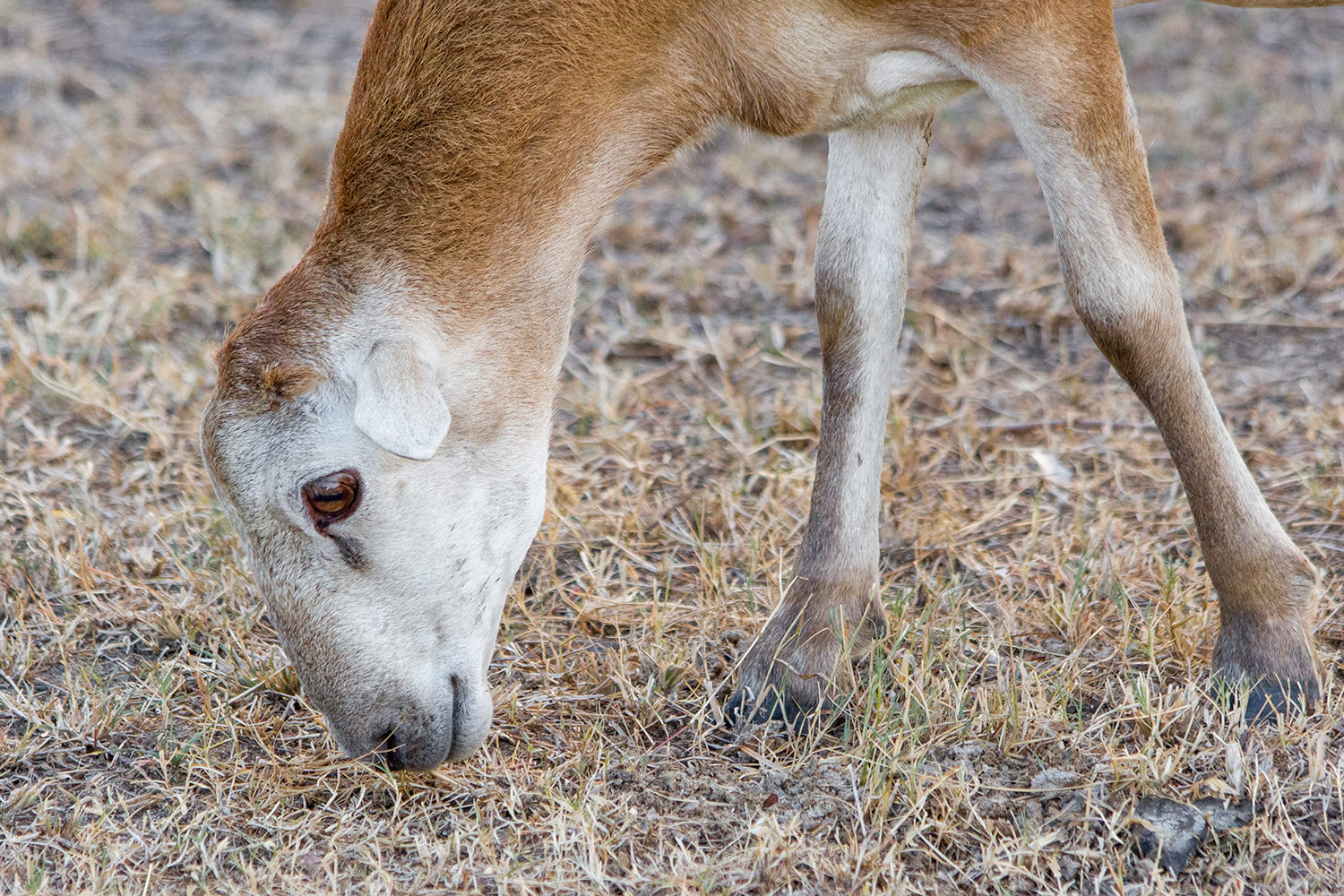Wiltshire Horn Sheep Barbados
