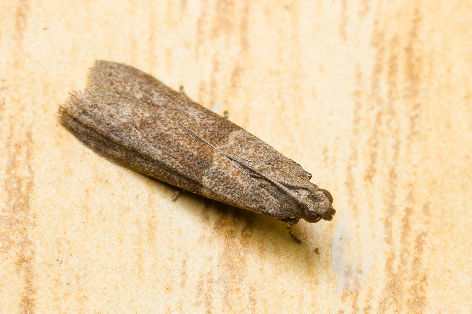 Household Casebearer Moth Barbados