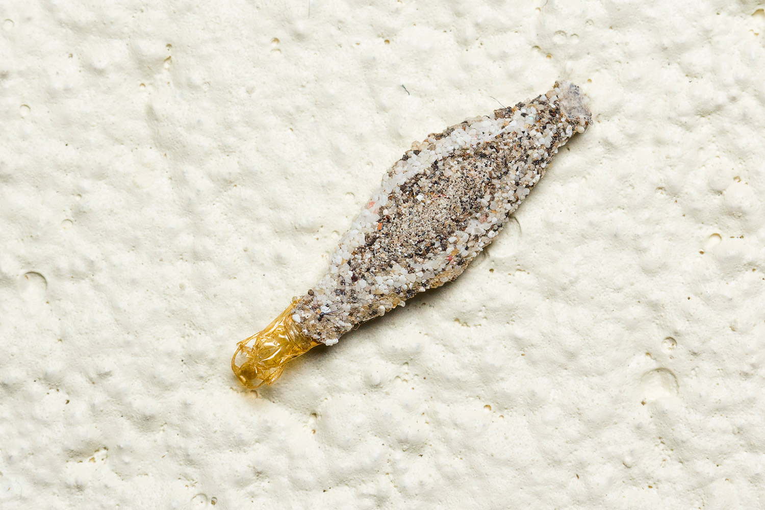 Household Casebearer Moth Barbados