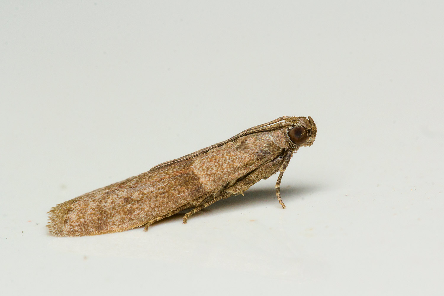 Household Casebearer Moth Barbados