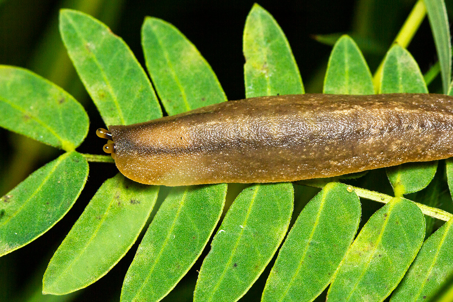 Florida leatherleaf Slug Barbados
