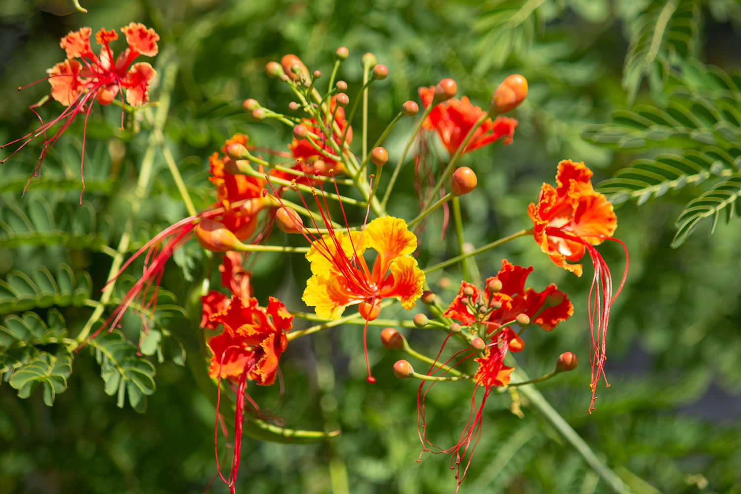 Pride of Barbados Barbados