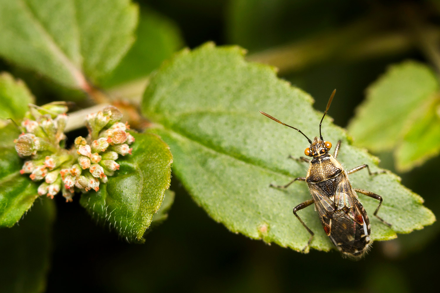 Long-Winged Glasswing Bug Barbados