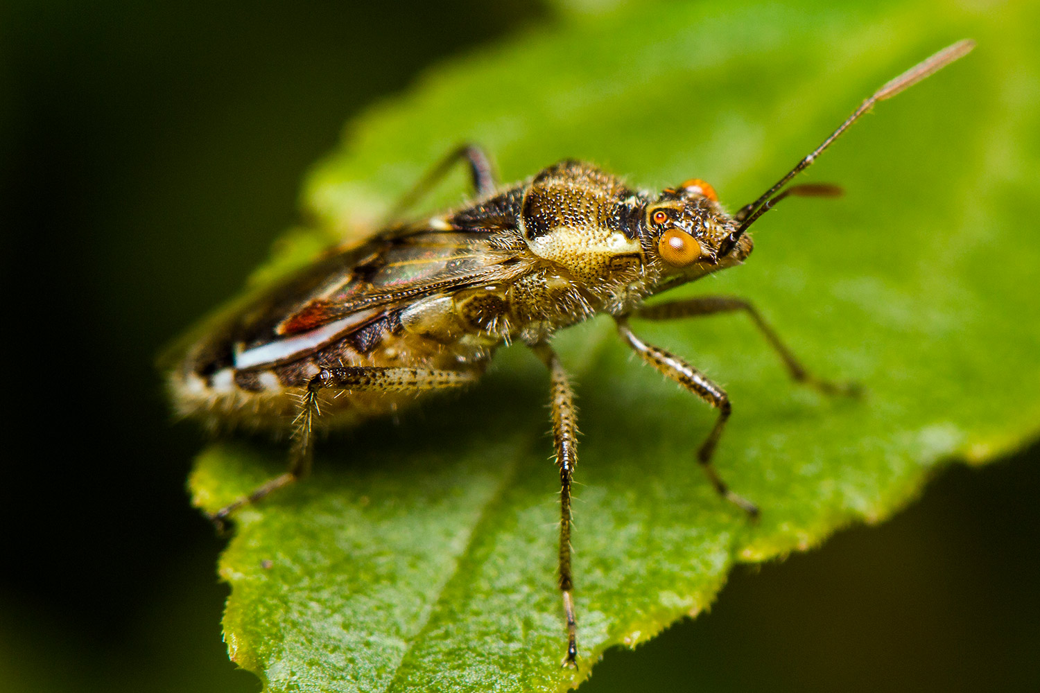 Long-Winged Glasswing Bug Barbados