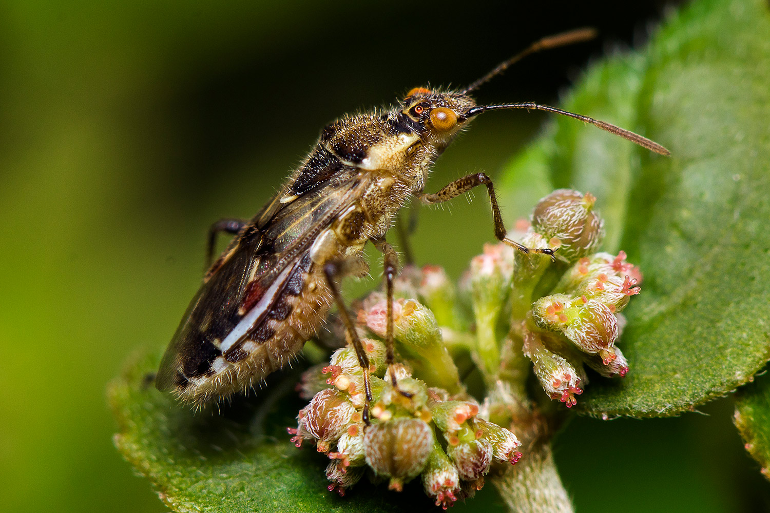Long-Winged Glasswing Bug Barbados