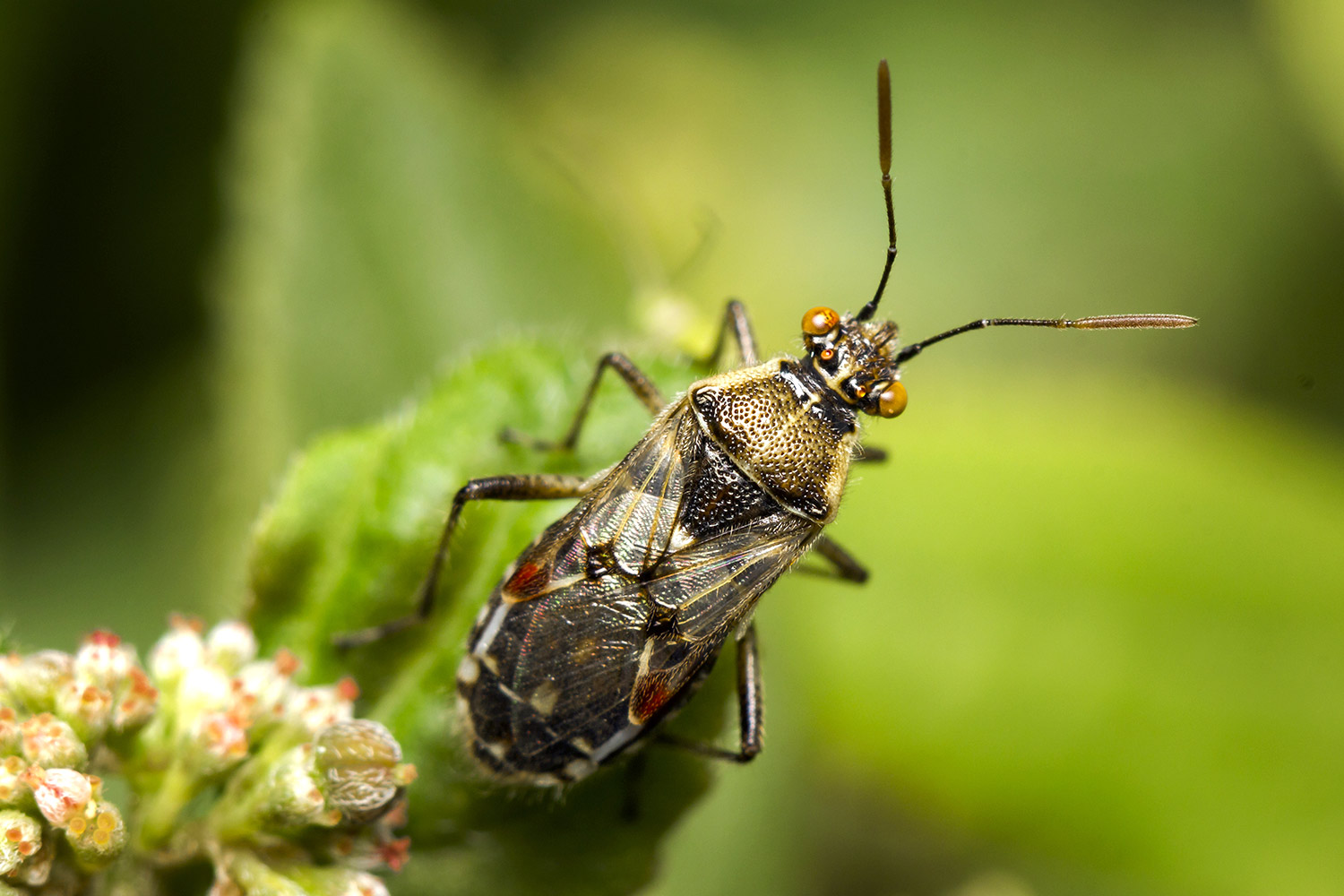 Long-Winged Glasswing Bug Barbados