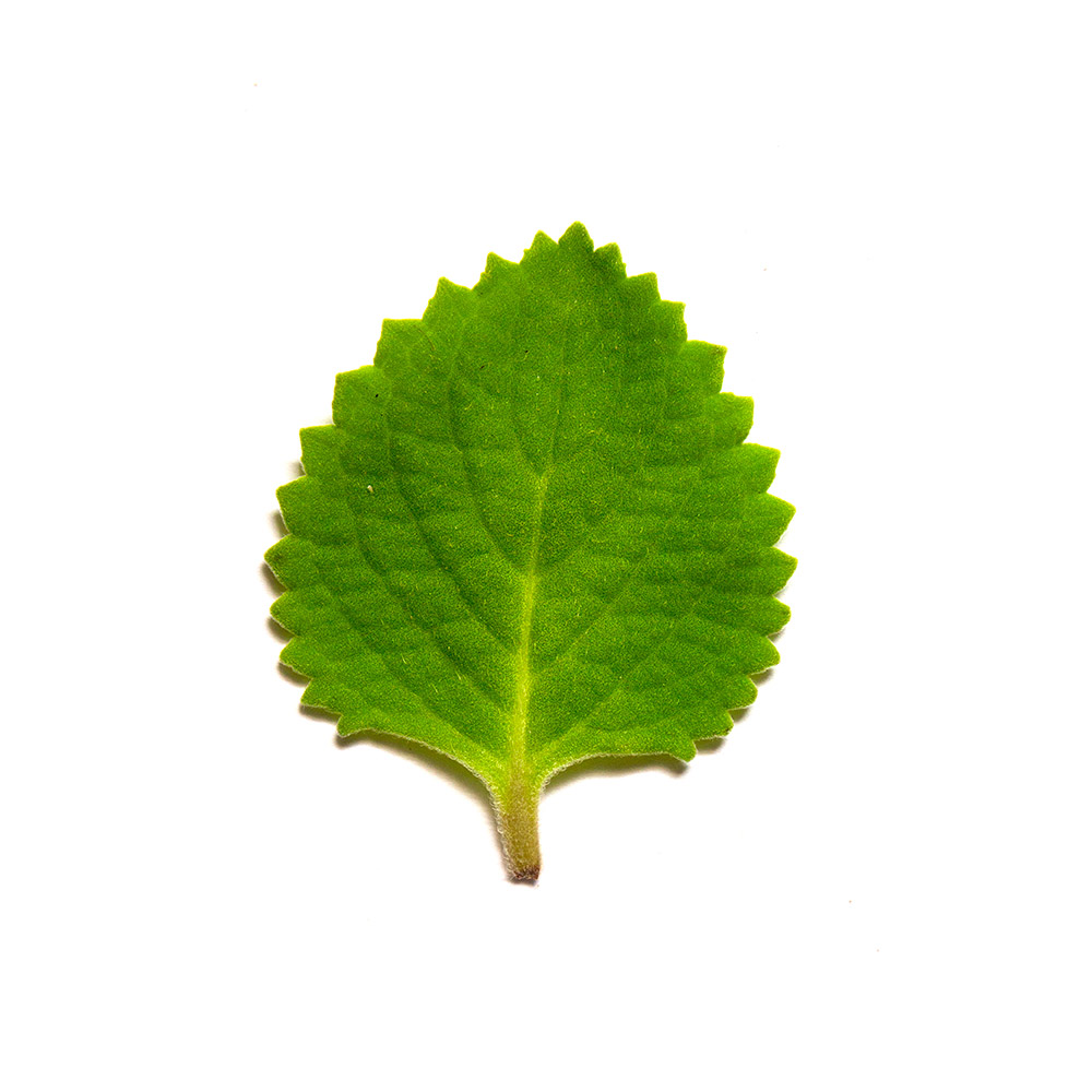 Broad Leaf Thyme Barbados