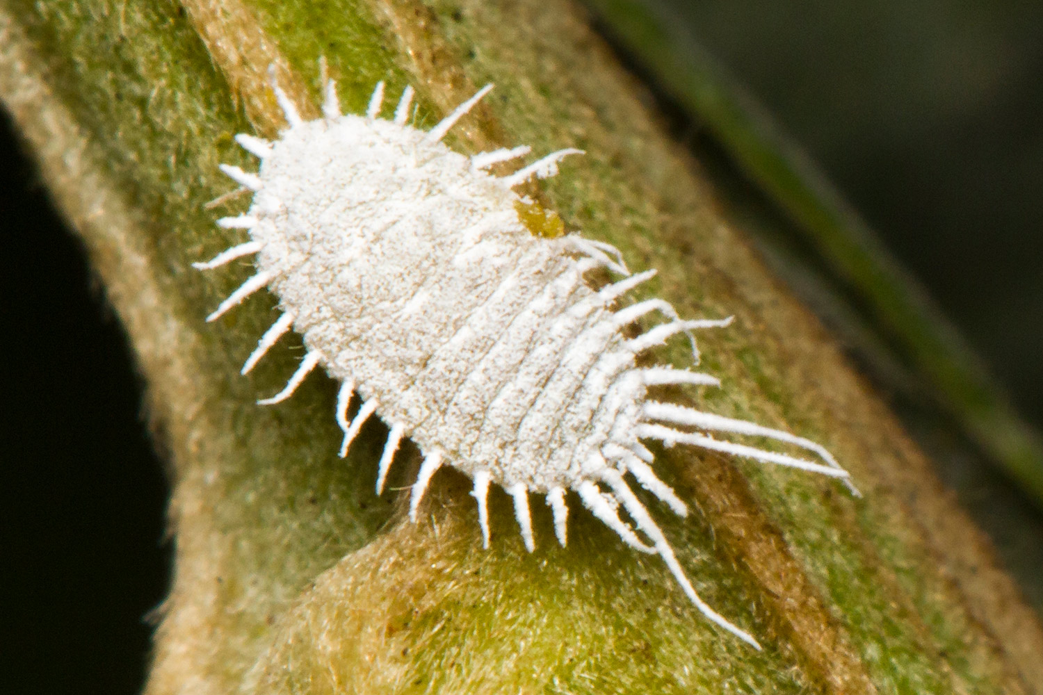 Long-Tailed Mealybug Barbados