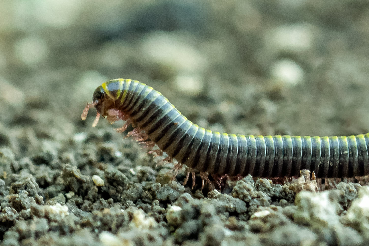 Yellow-Banded Millipede Barbados