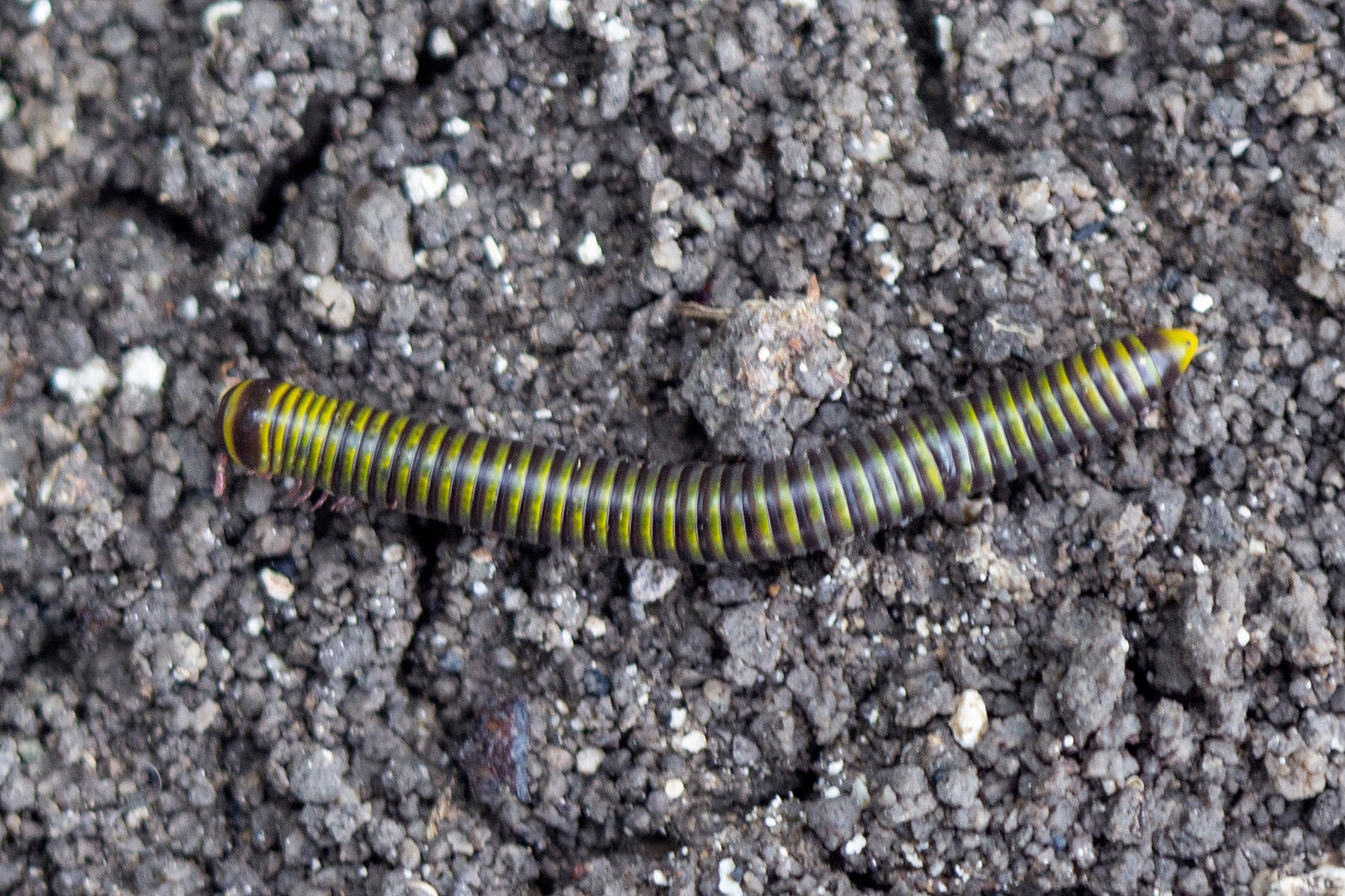 Yellow-Banded Millipede Barbados