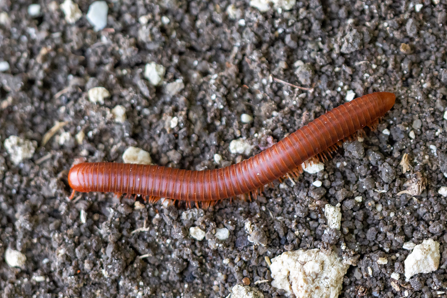 Rusty Millipede Barbados