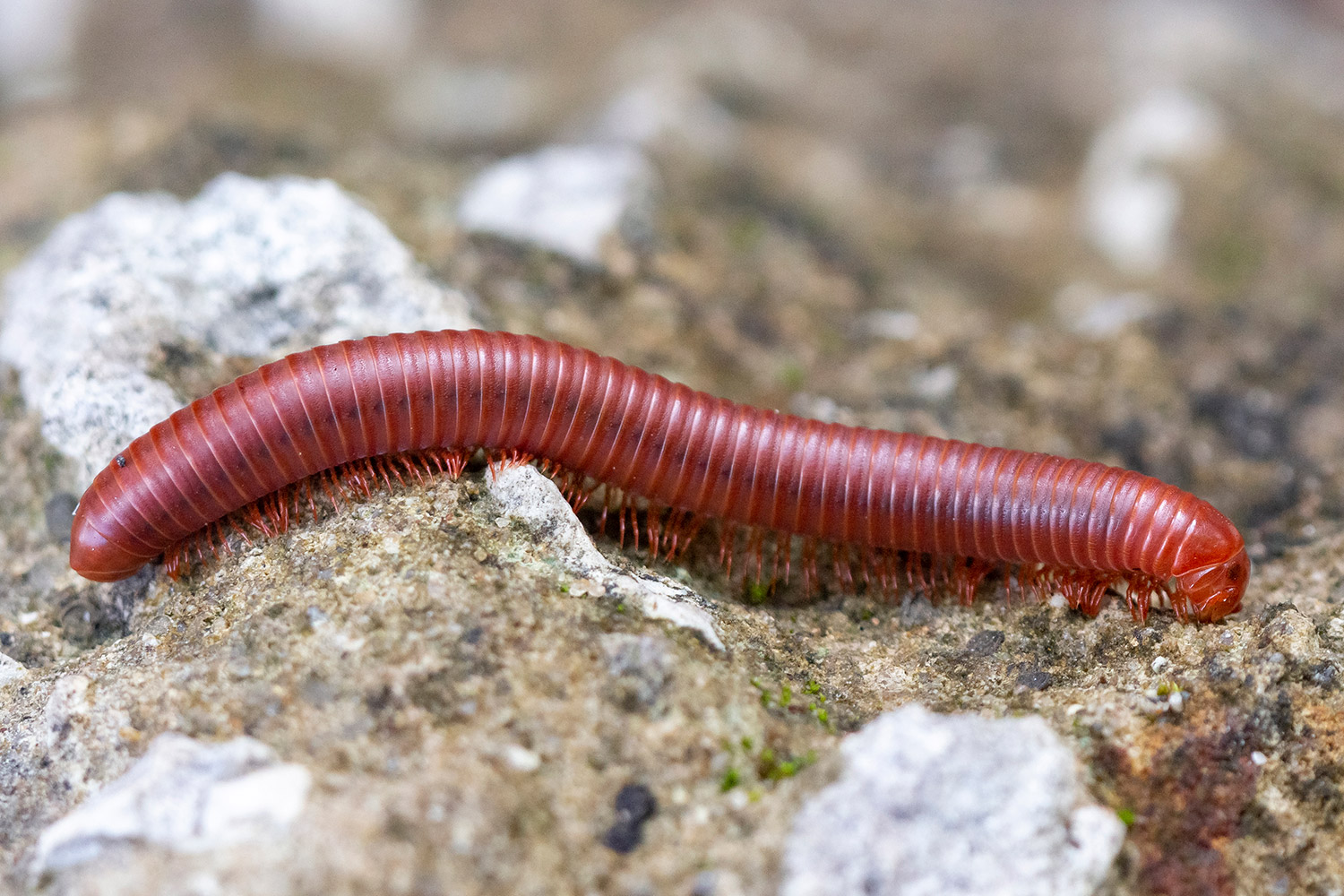 Rusty Millipede Barbados