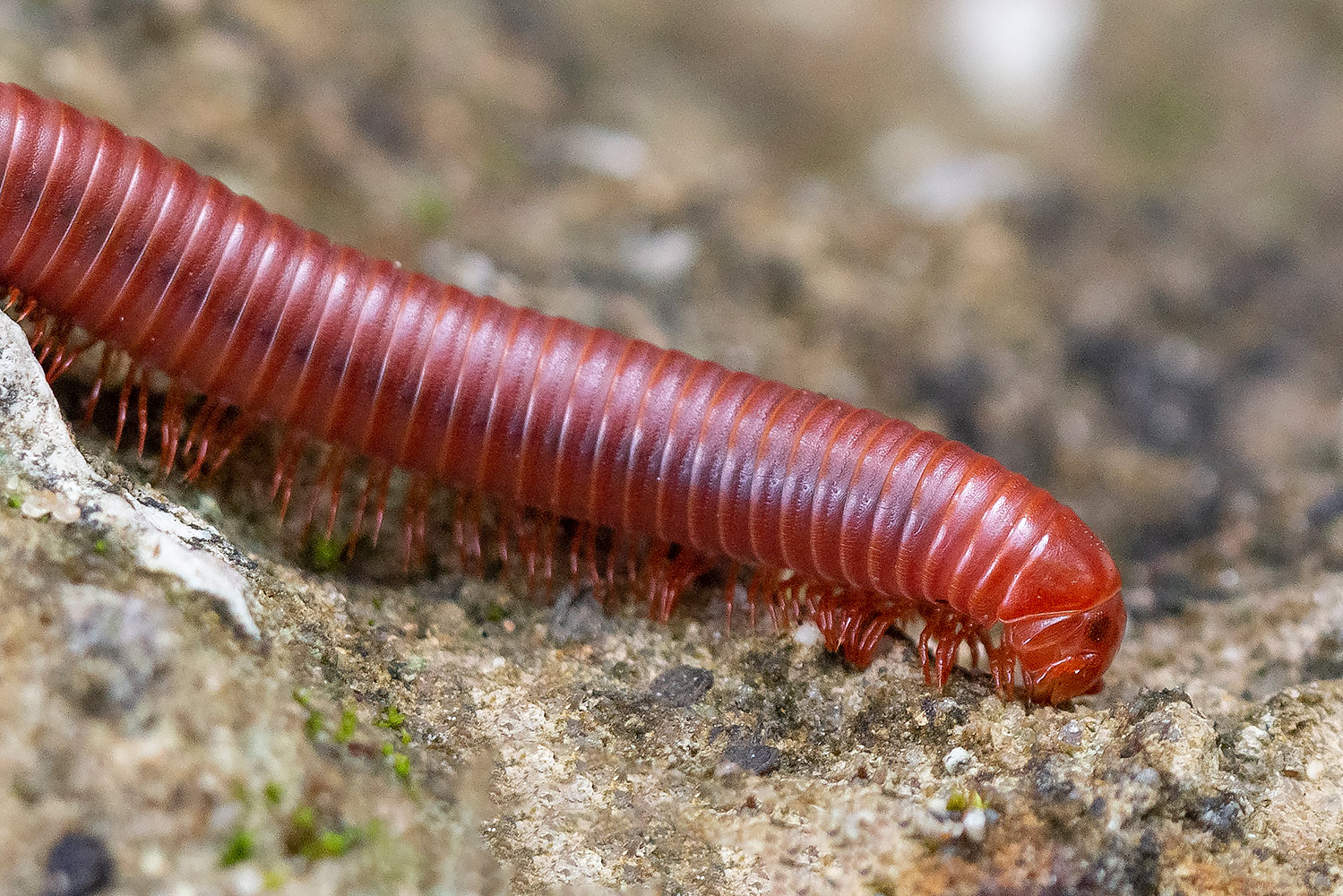 Rusty Millipede Barbados