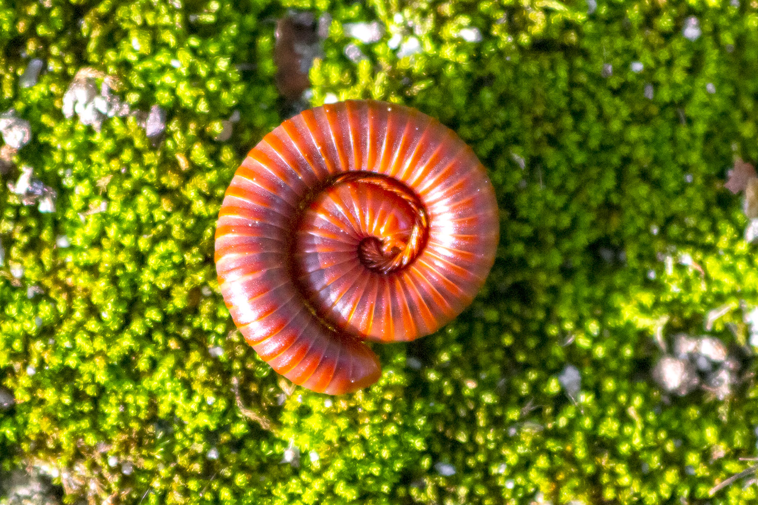 Rusty Millipede Barbados