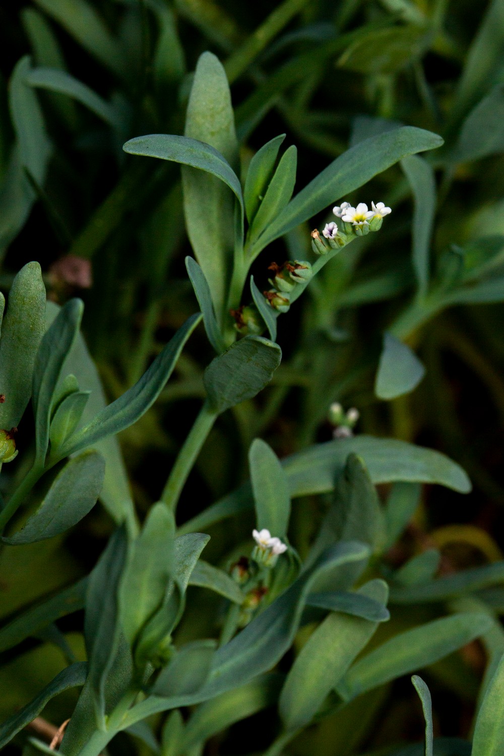 Salt Heliotrope Barbados