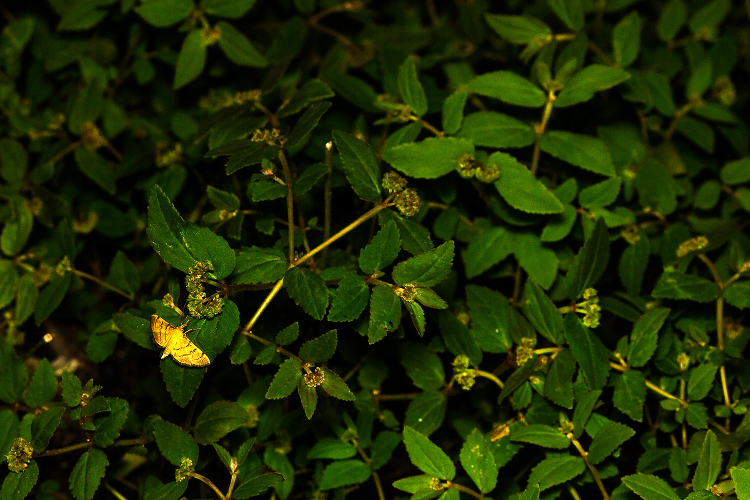 Bean-Leaf Webworm Moth Barbados