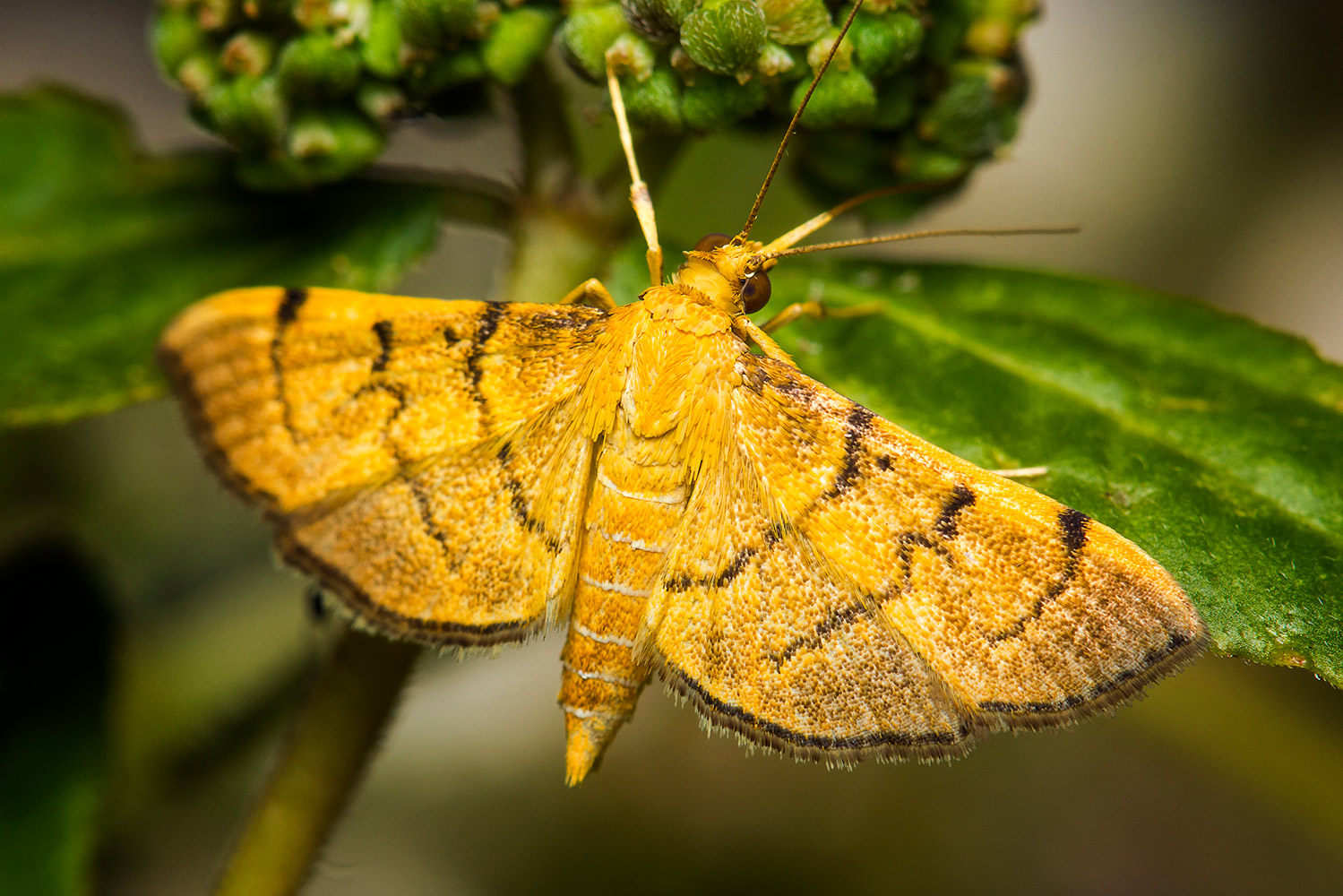 Bean-Leaf Webworm Moth Barbados