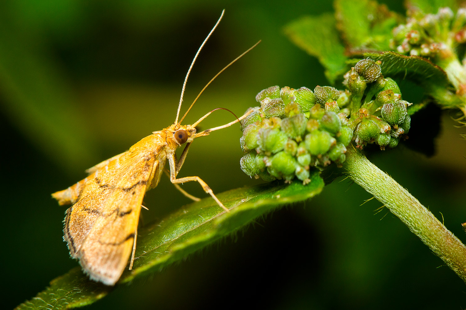 Bean-Leaf Webworm Moth Barbados