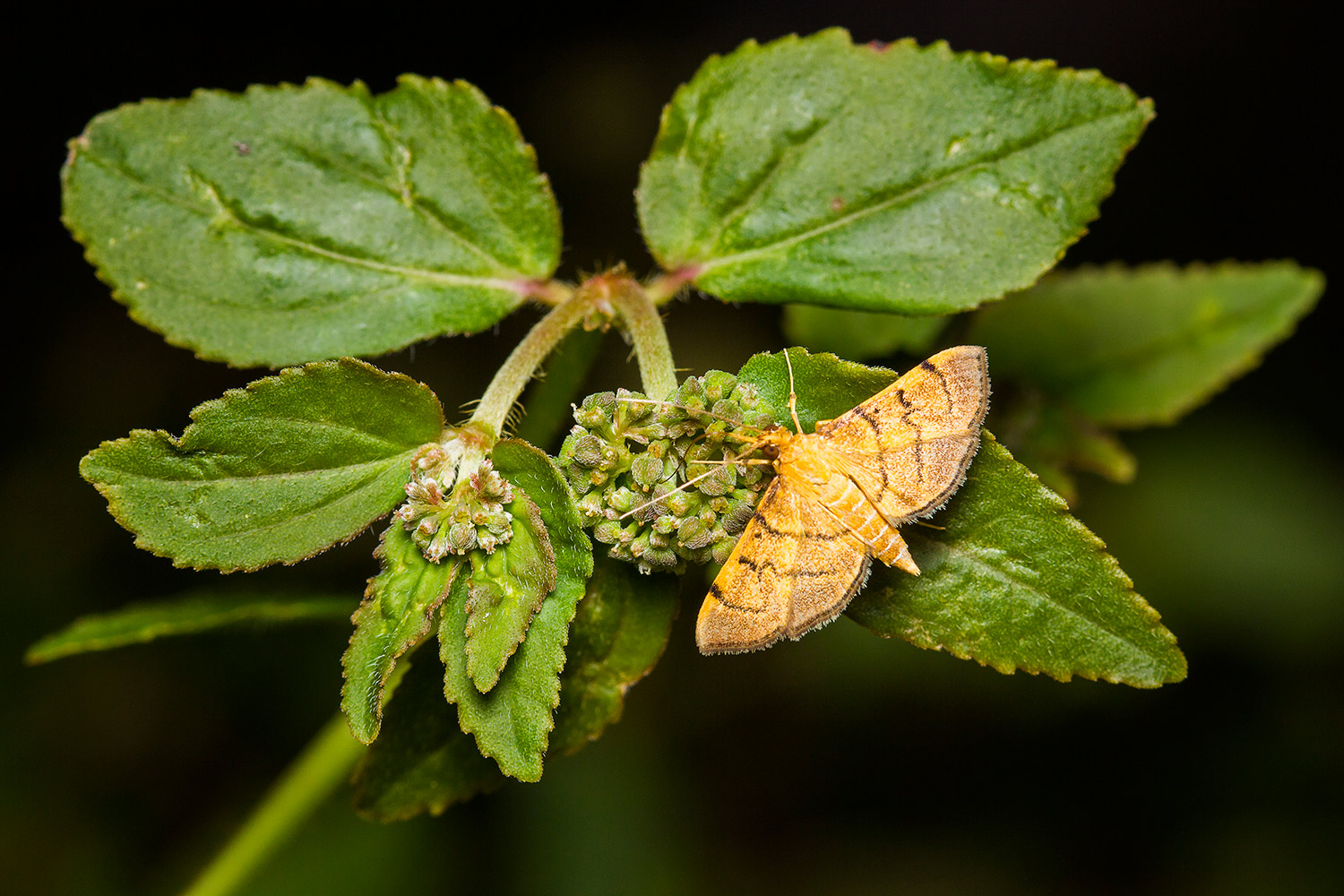 Bean-Leaf Webworm Moth Barbados