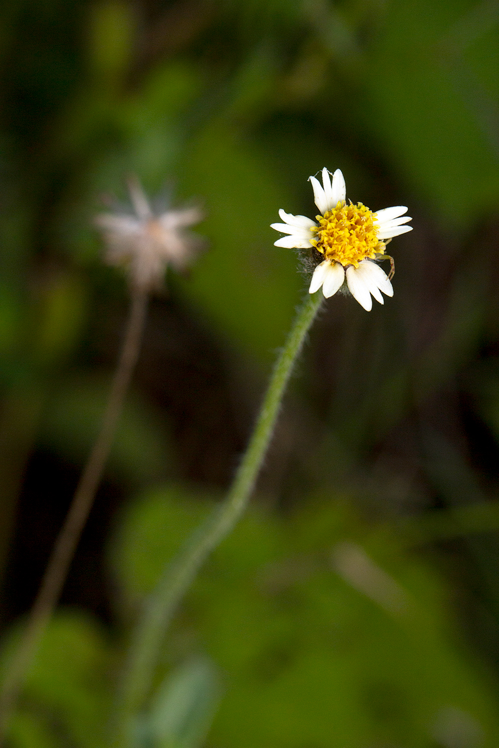 Tridax Daisy Barbados
