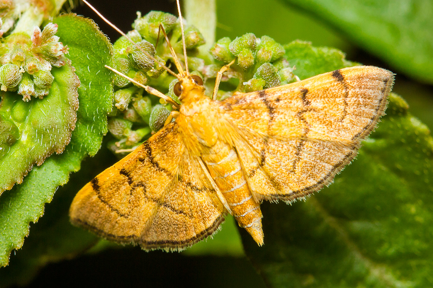Bean-Leaf Webworm Moth Barbados
