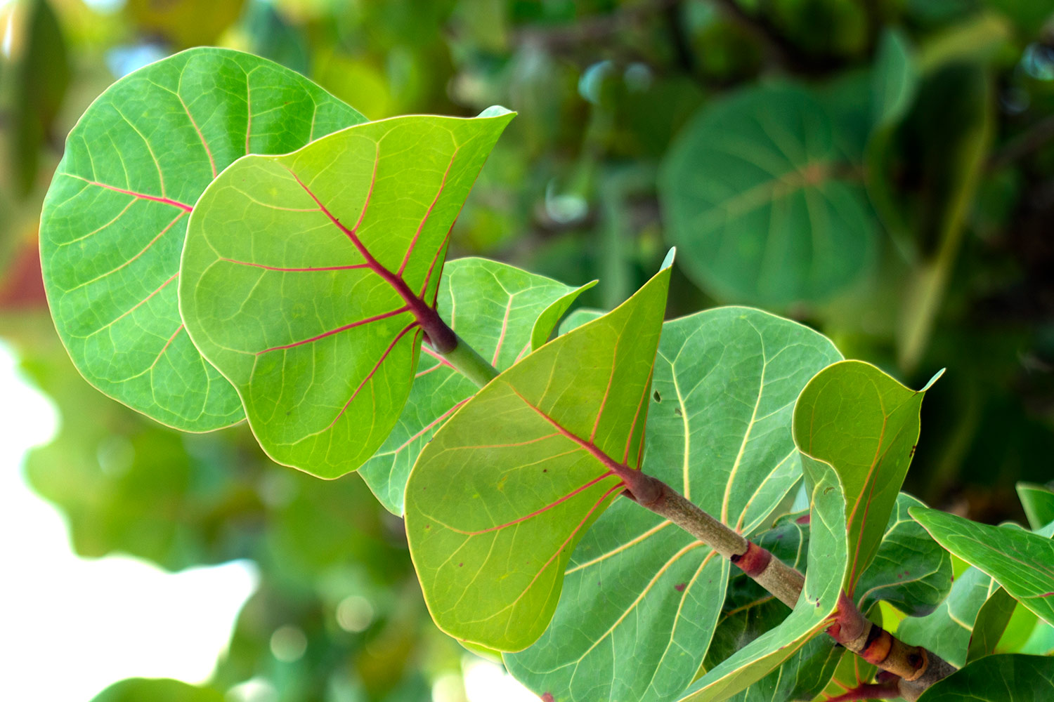 Sea Grapes Barbados