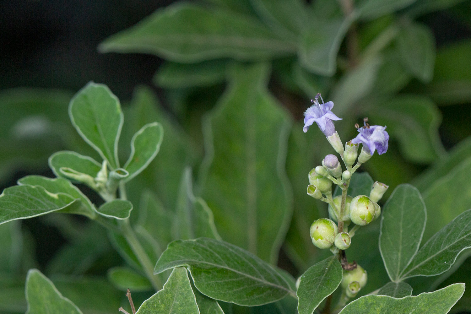 Simpleleaf Chastetree Barbados