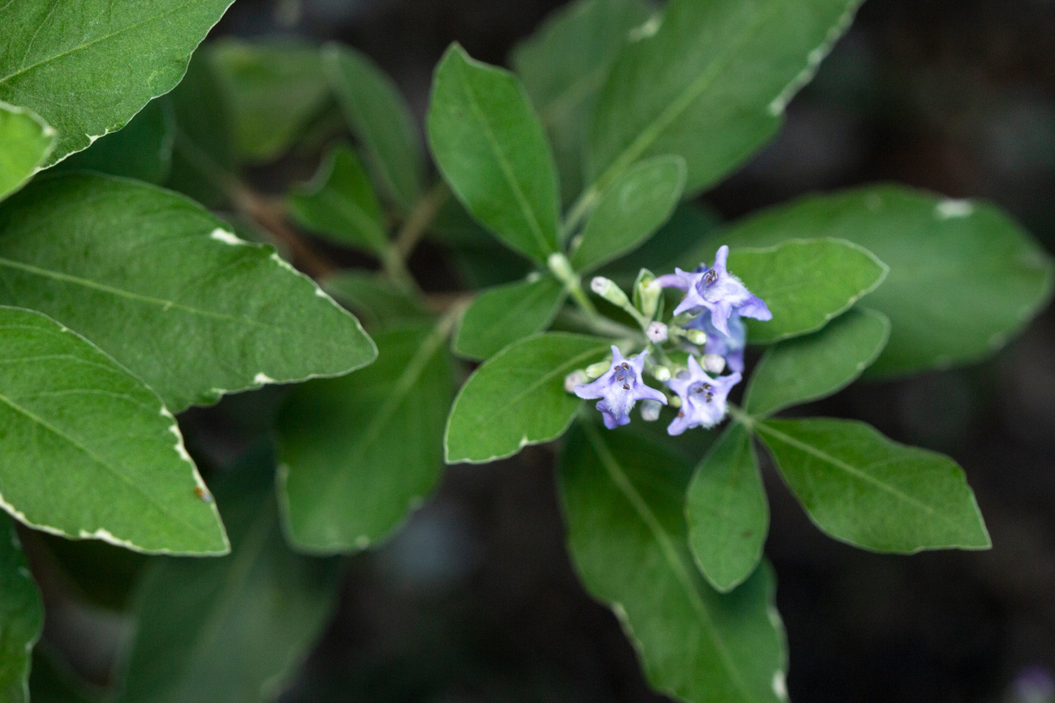 Simpleleaf Chastetree Barbados