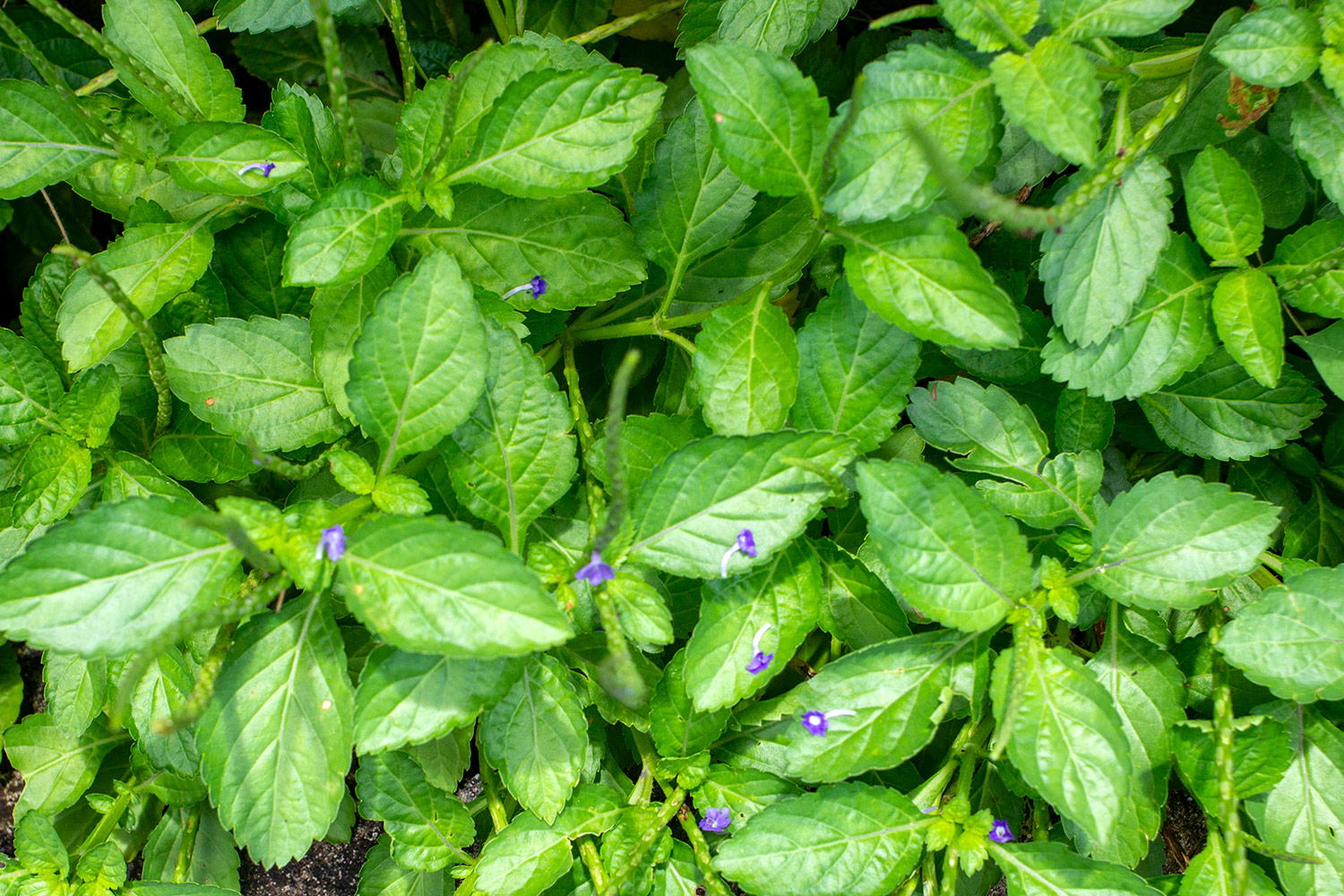 Blue Vervain Barbados