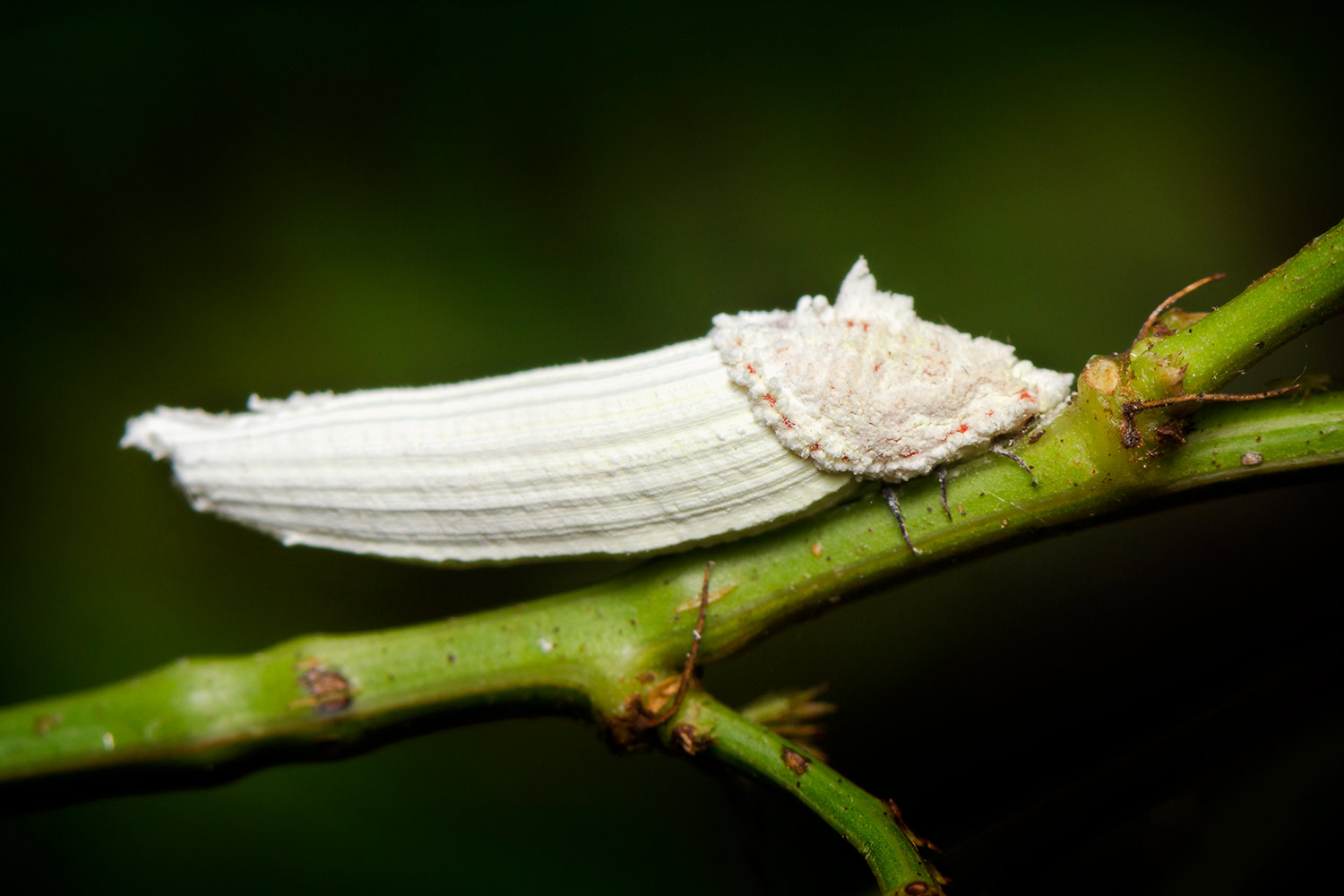 White Partridge Pea Bug Barbados