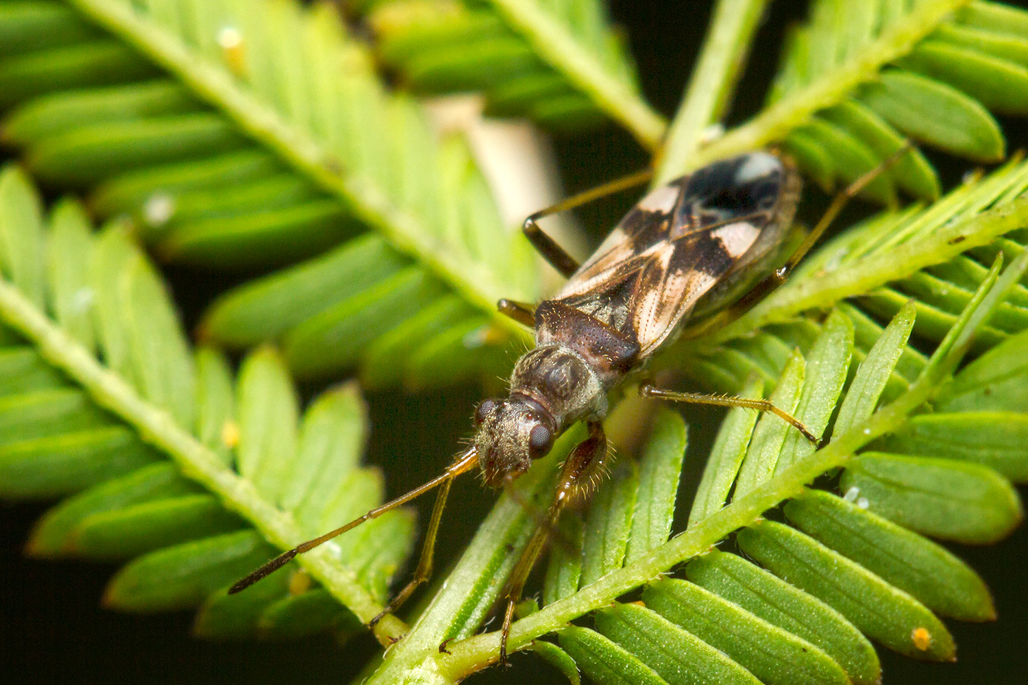 Dirt-Colored Seed Bug Barbados