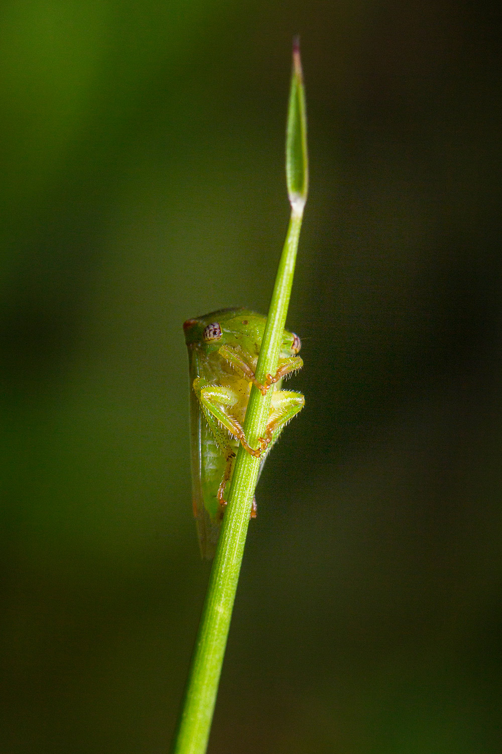 Buffalo Tree Hopper Barbados