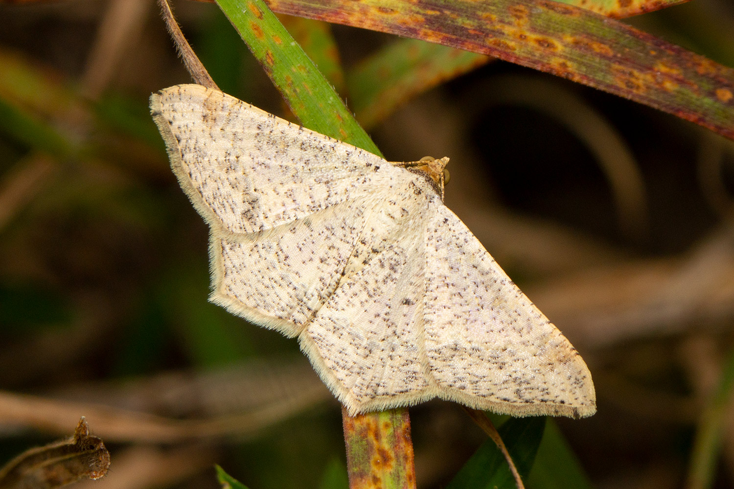 Dot-Lined Angle Moth Barbados