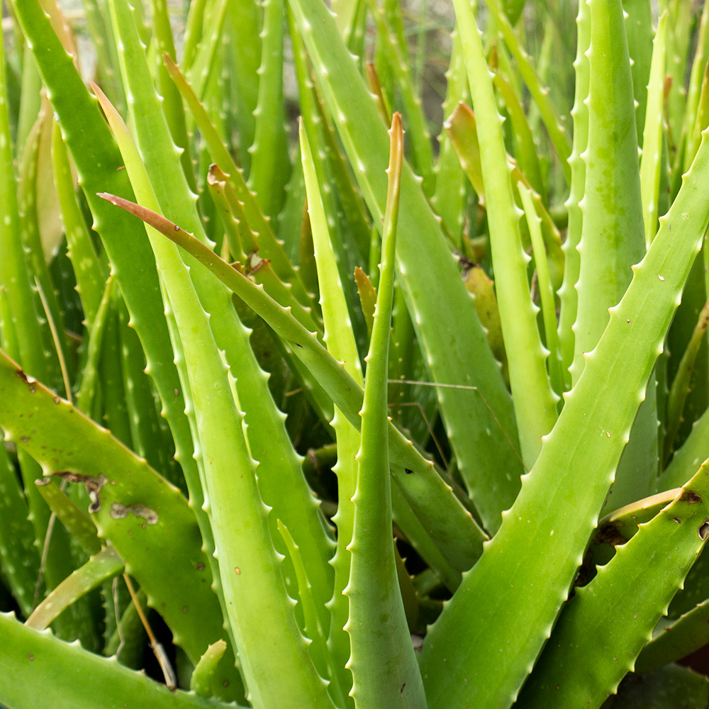 Aloe vera Barbados