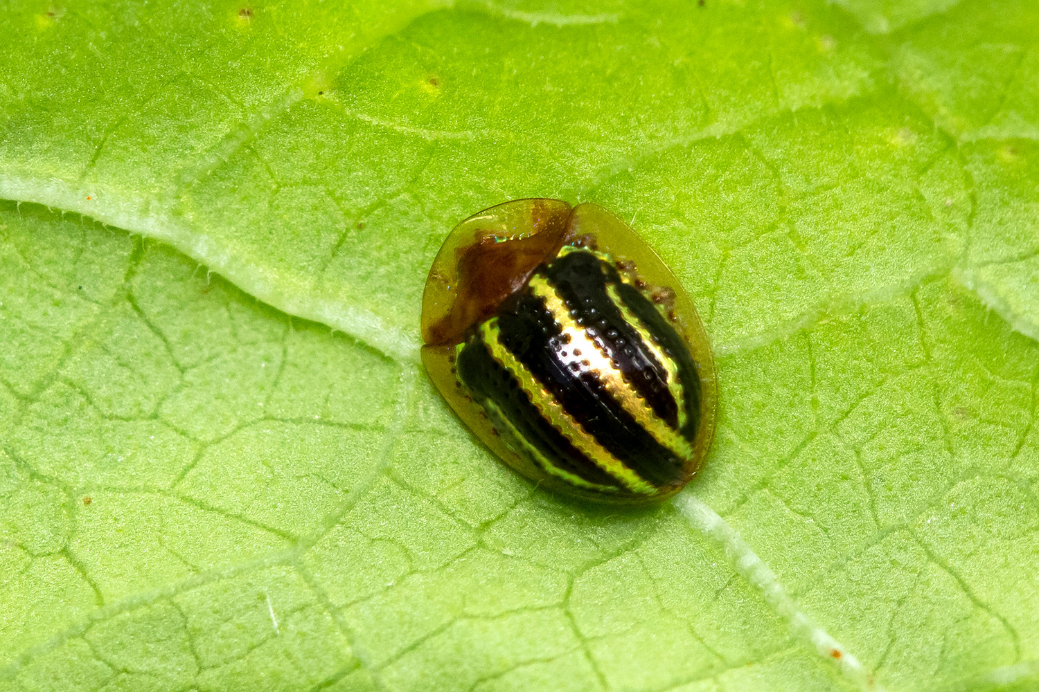 Twice-Stabbed Cactus Lady Beetle Barbados
