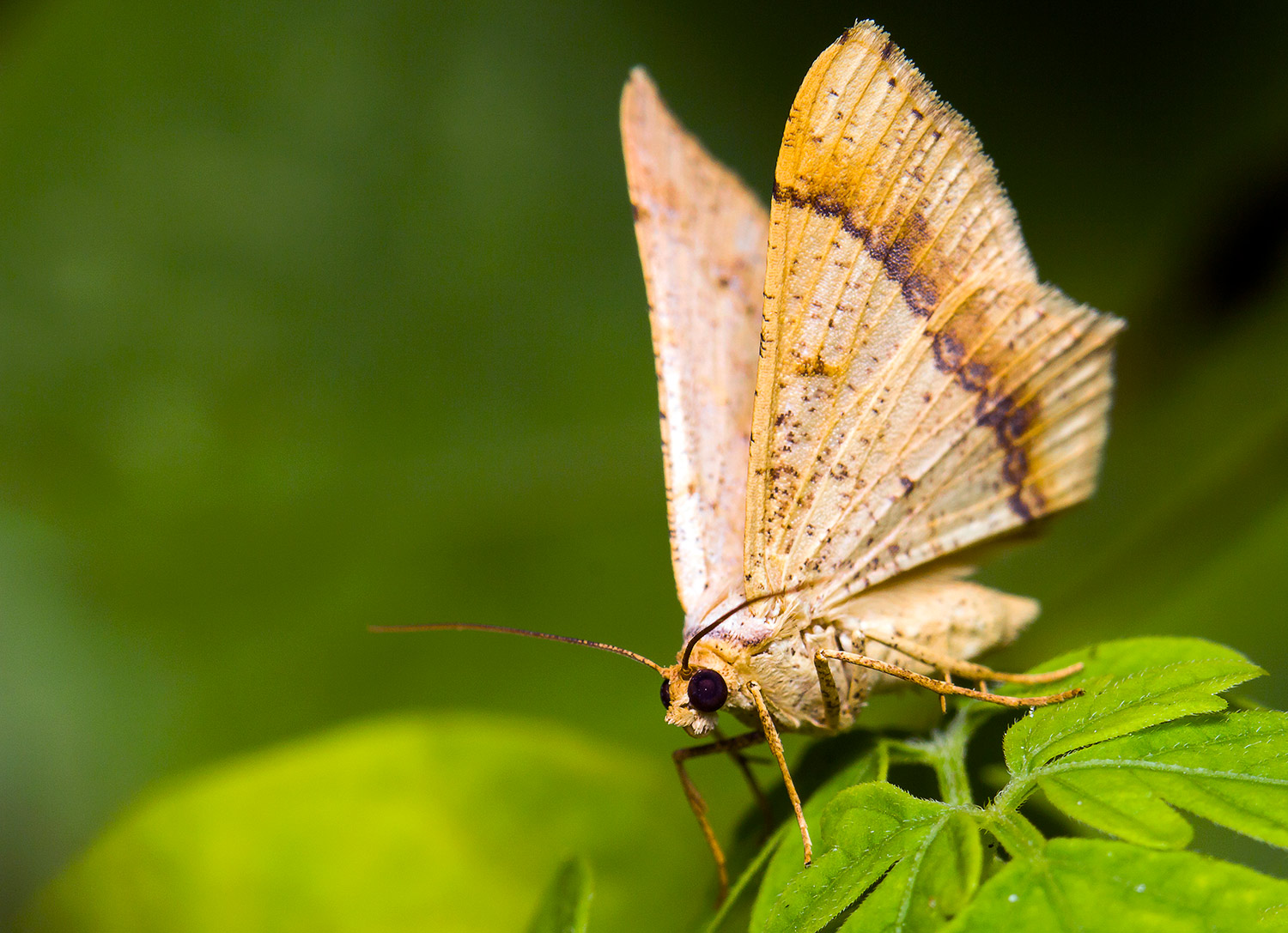 Dot-Lined Angle Moth Barbados