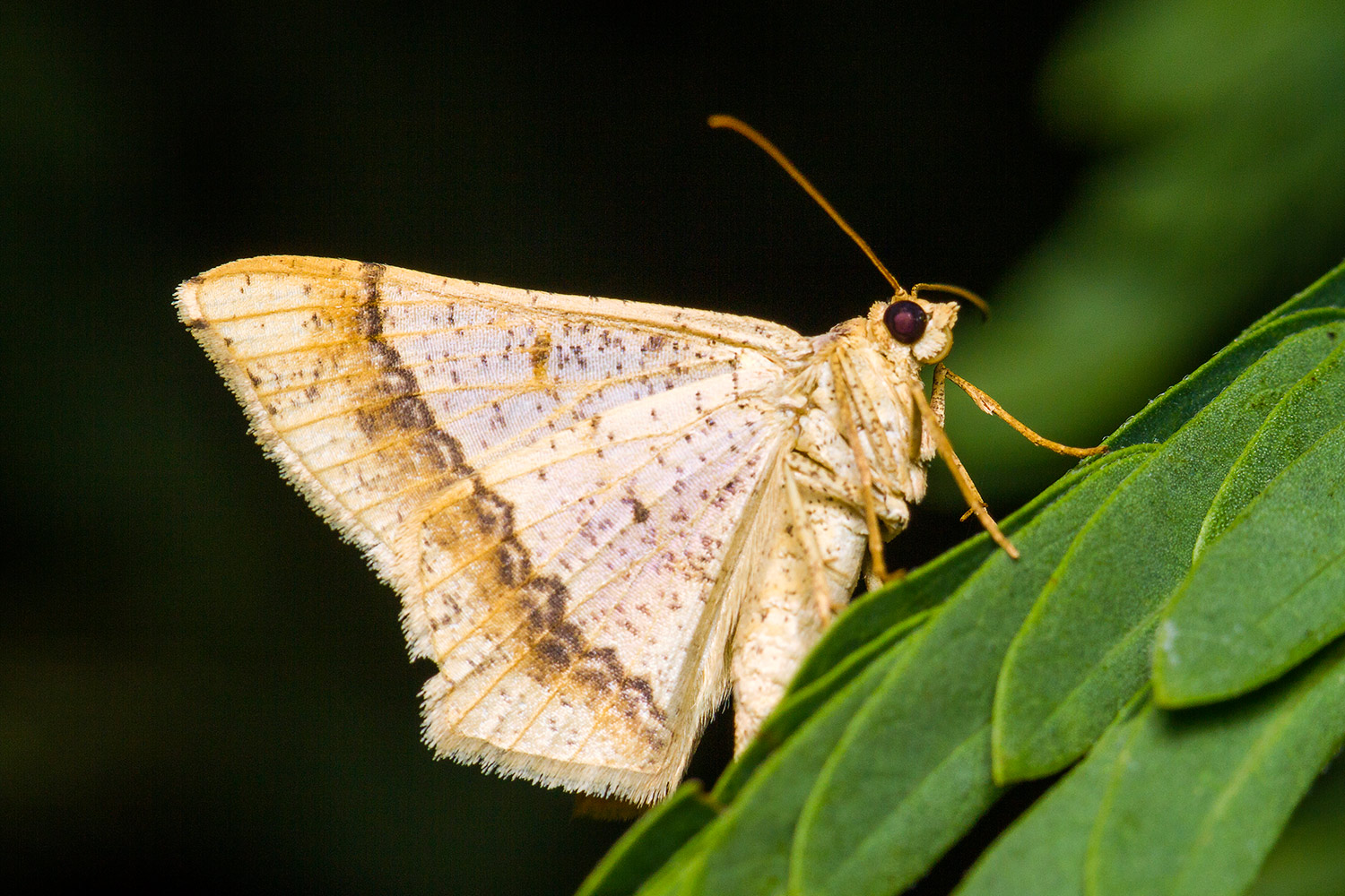 Dot-Lined Angle Moth Barbados