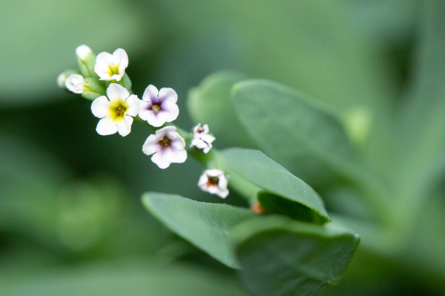 Salt Heliotrope Barbados