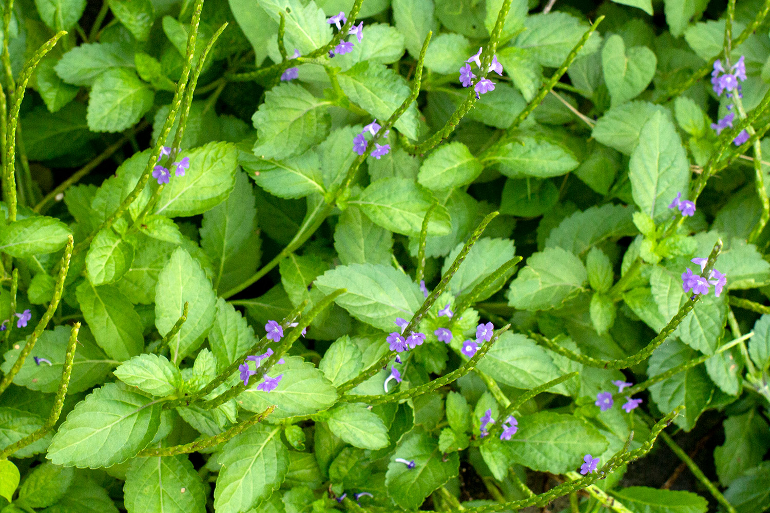 Blue Vervain Barbados