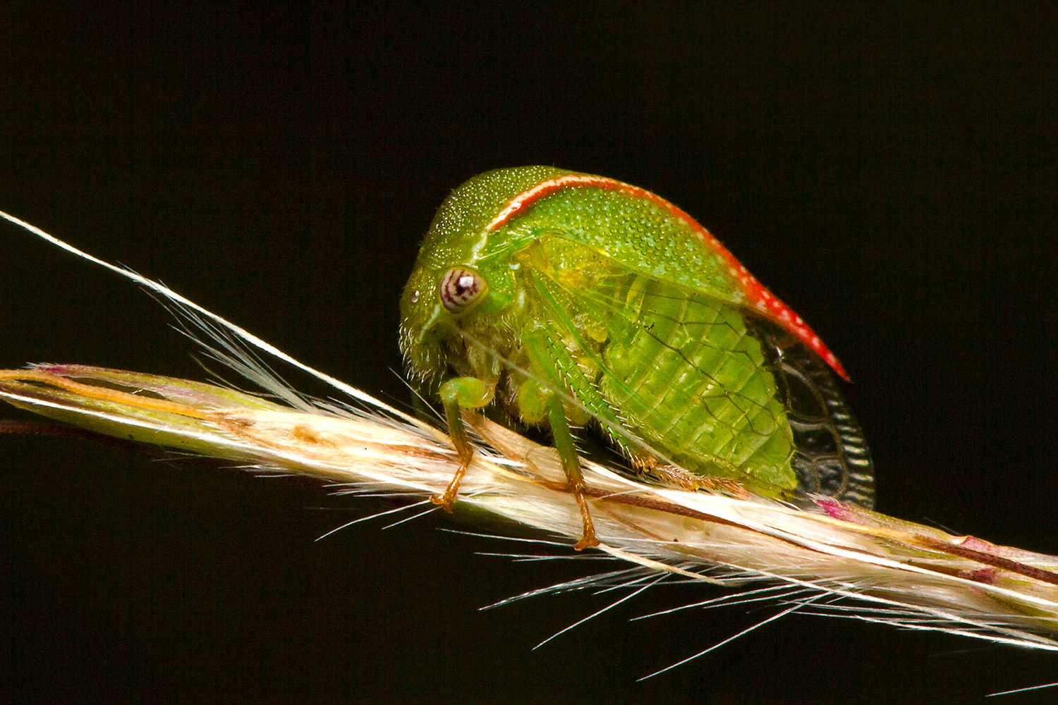 Buffalo Tree Hopper Barbados