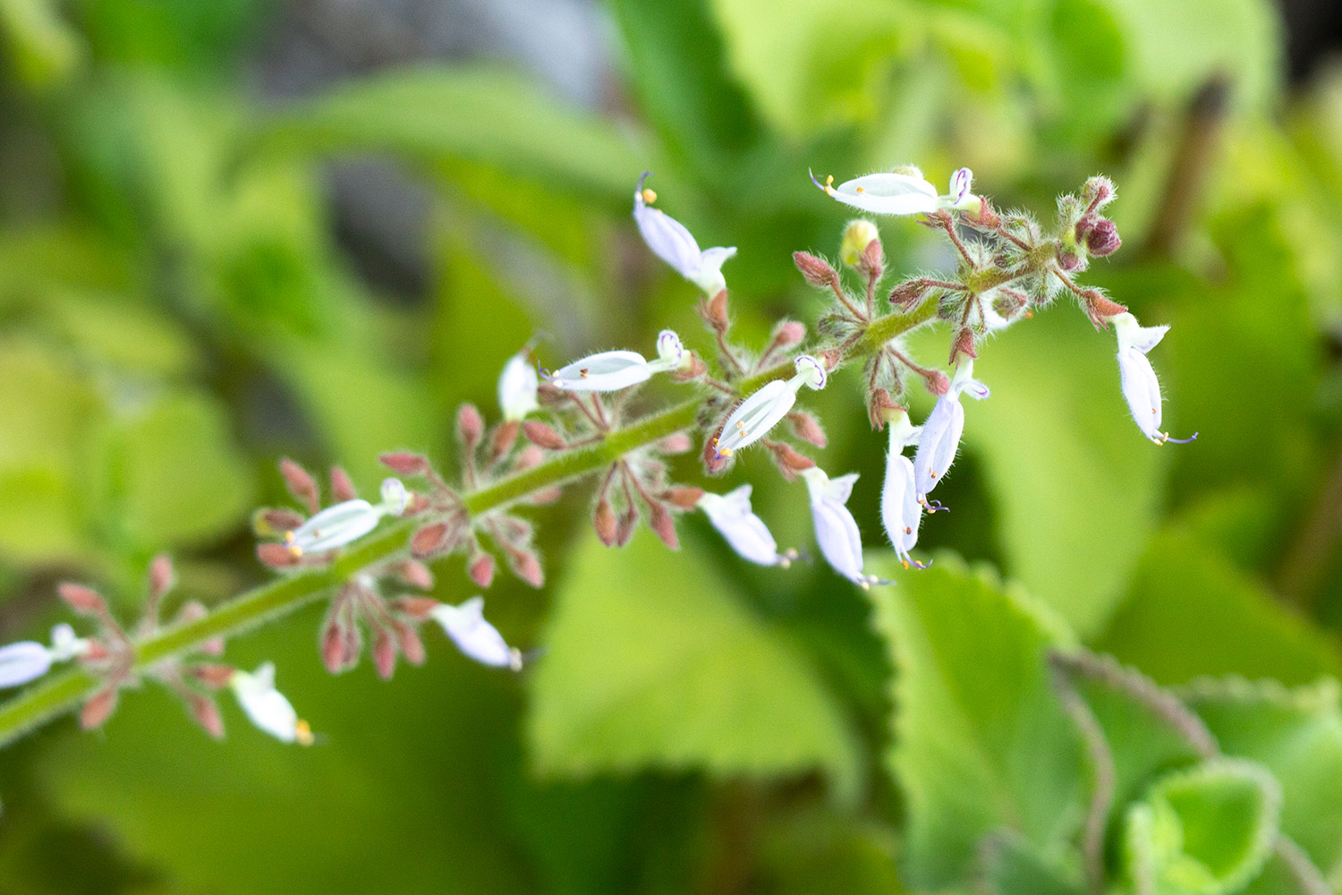 Broad Leaf Thyme Barbados