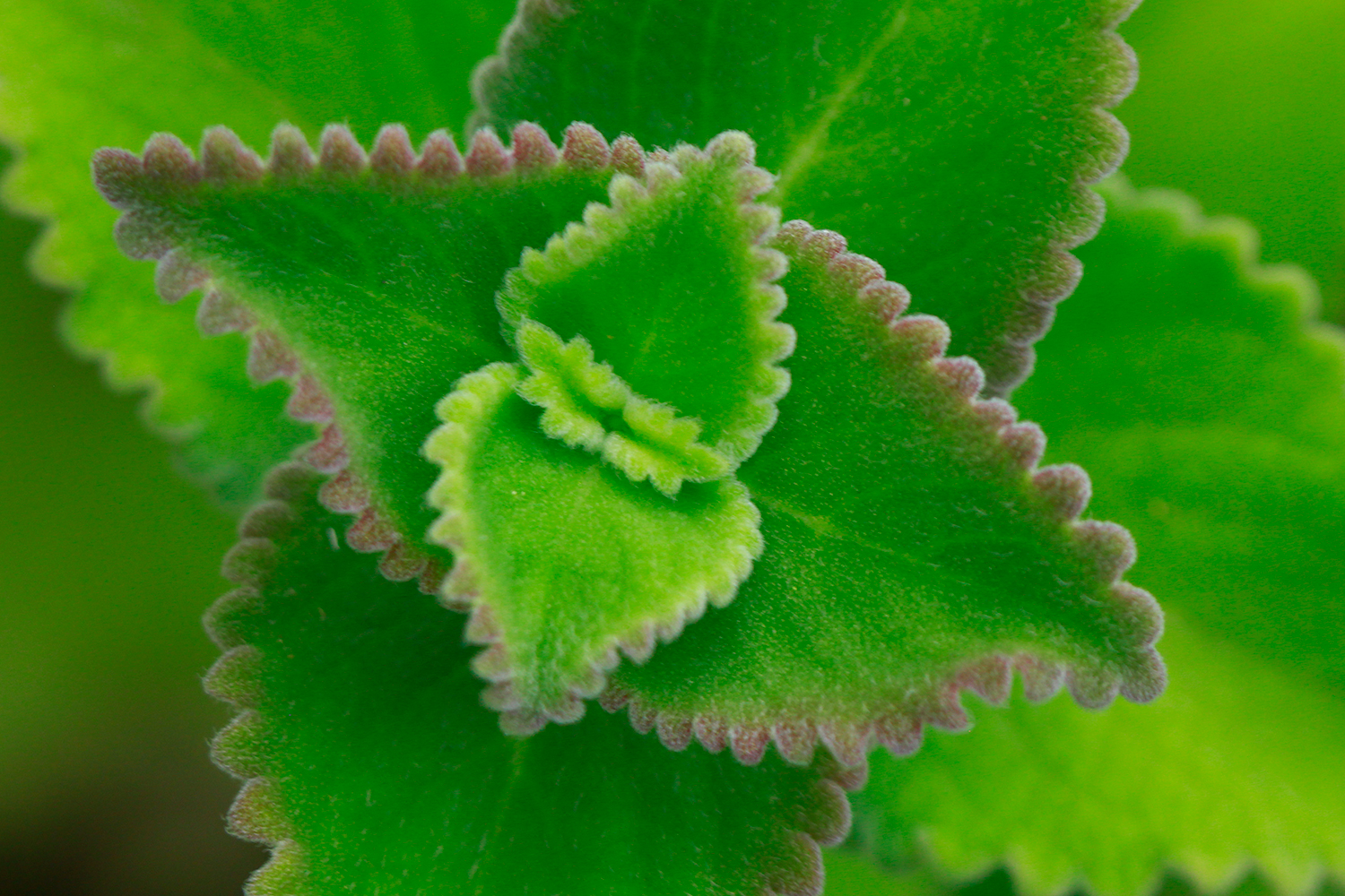 Broad Leaf Thyme Barbados