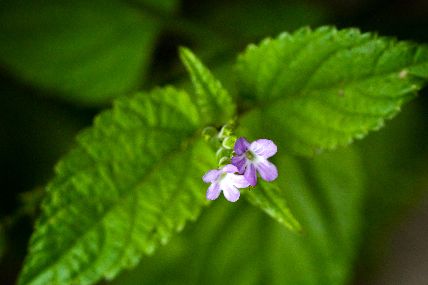 Cat's Tongue Barbados