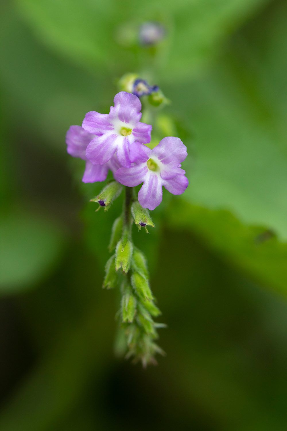 Cat's Tongue Barbados